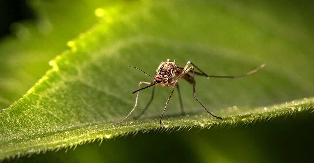 mosquito on a green leaf