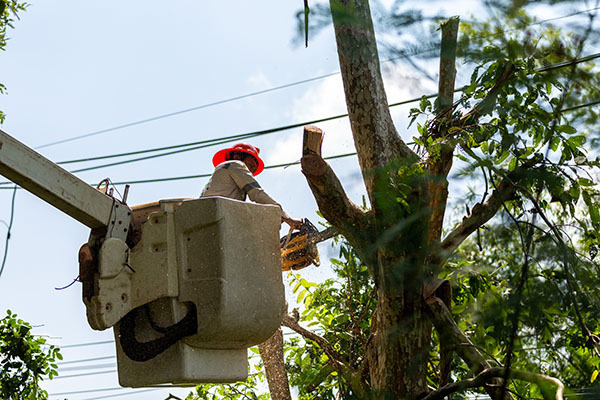tree trimming