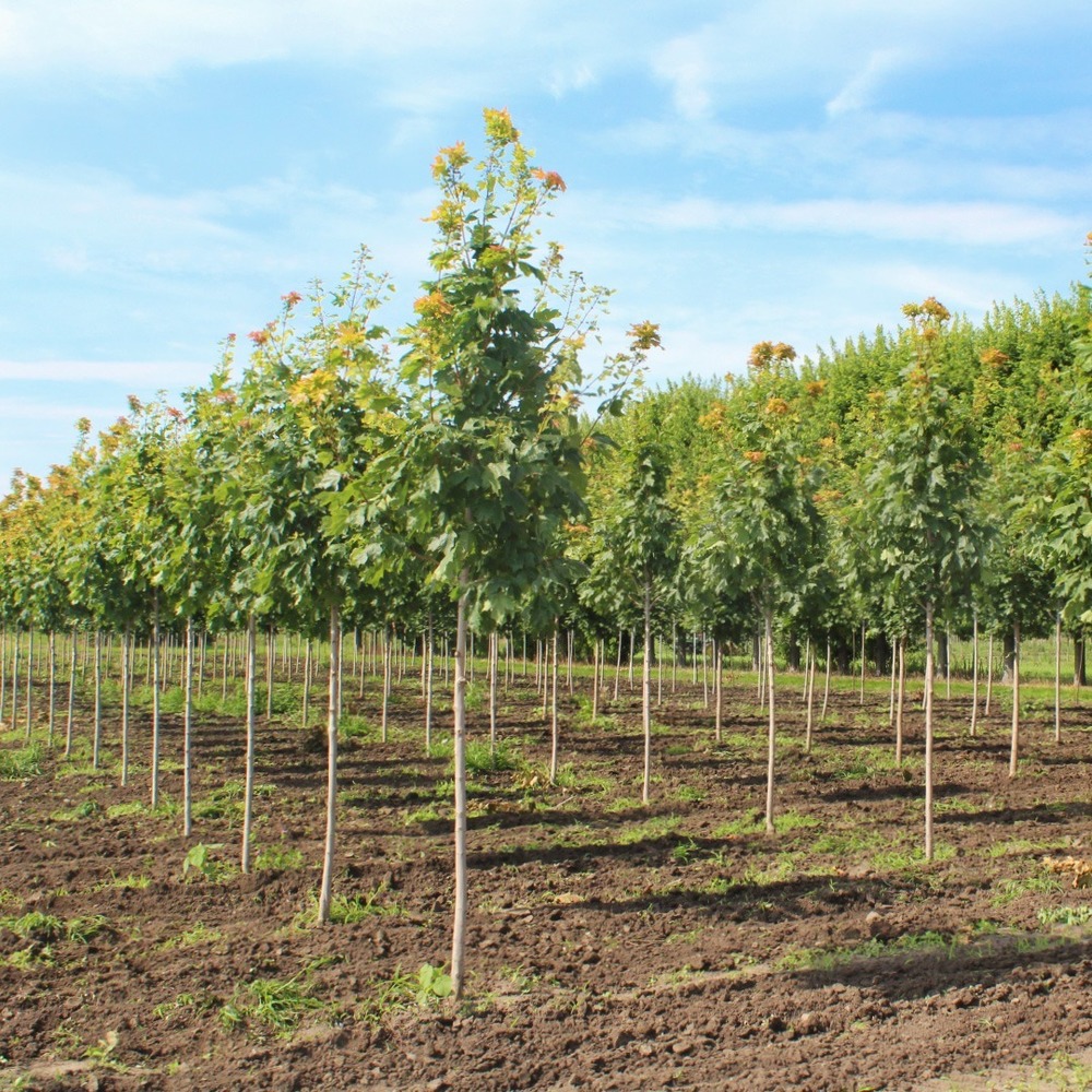 Fall Fiesta Sugar Maple