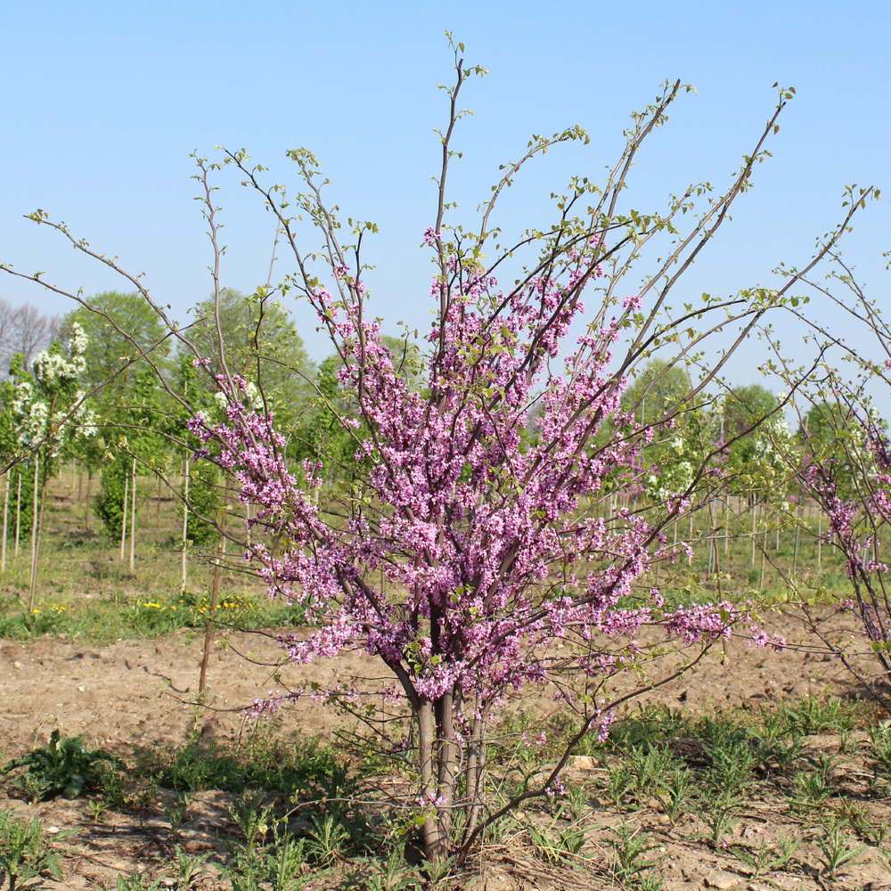 Eastern Redbud Tree