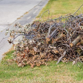 stick and brush on side of road