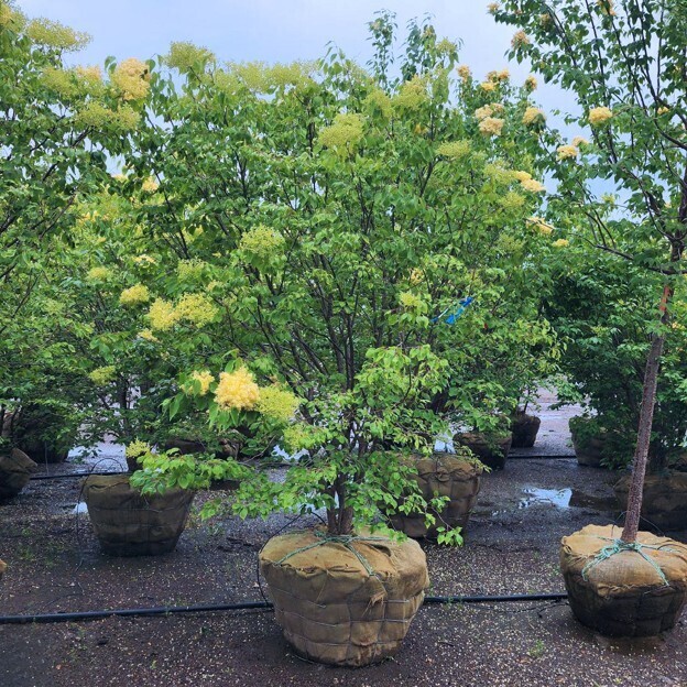 parkway tree in a planting bulb