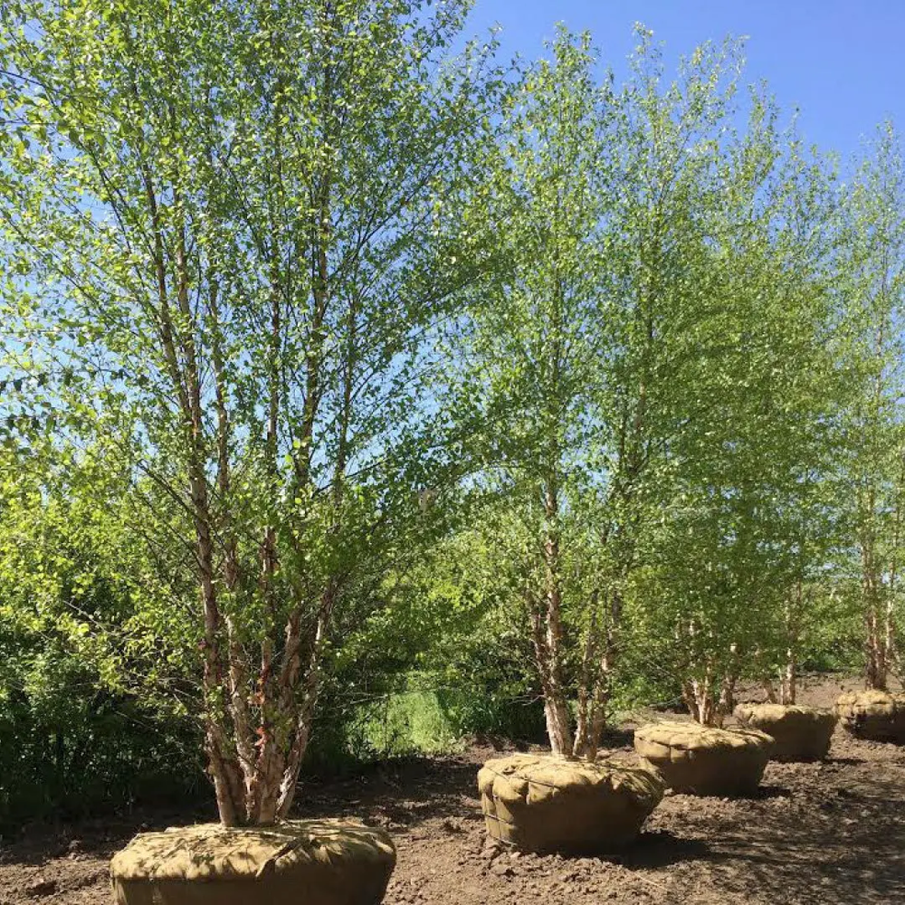 River Birch tree in burlap