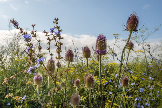 wildflowers