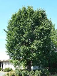 New Harmony Elm
