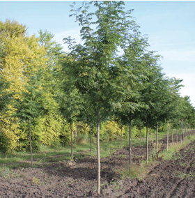 Skyline Honeylocust