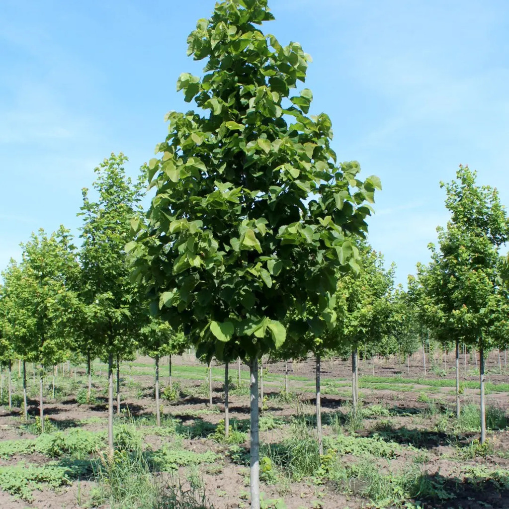 American Sentry Linden
