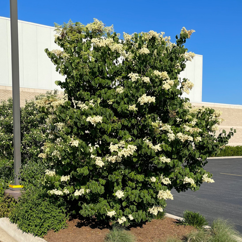 Ivory Silk Lilac