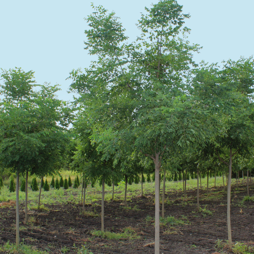 Espresso Kentucky Coffee Tree