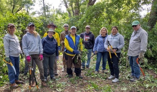People cleaning up greenery in woods