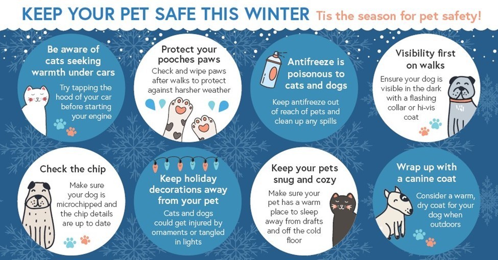 tips for keeping pets safe in winter