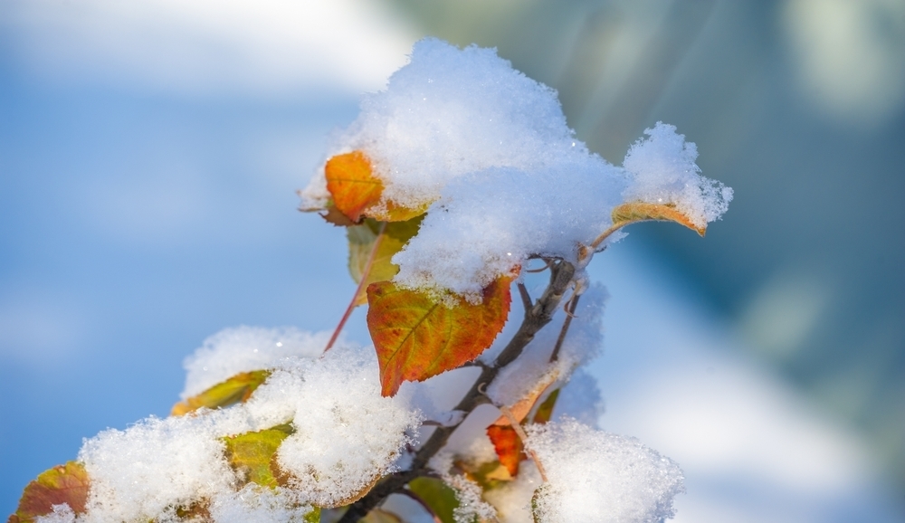 snow on autumn leaves