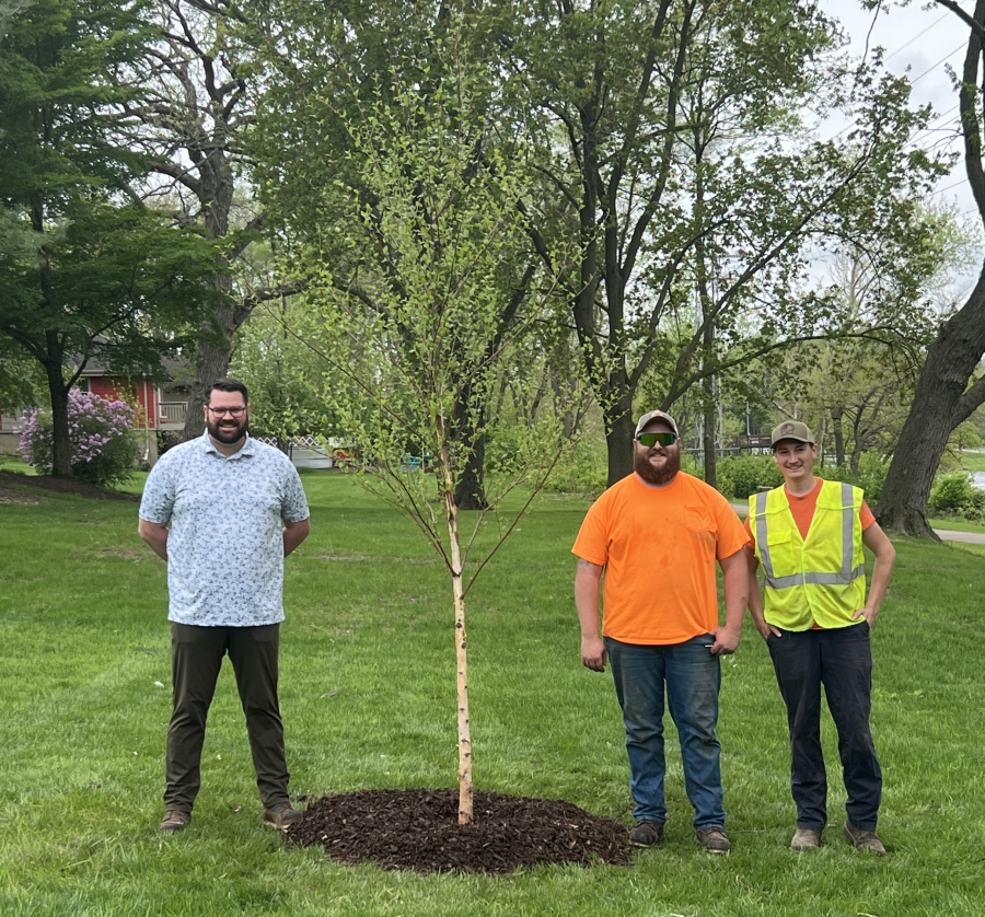 Three public works department memebers next freshly planted Single Stem River Birch.