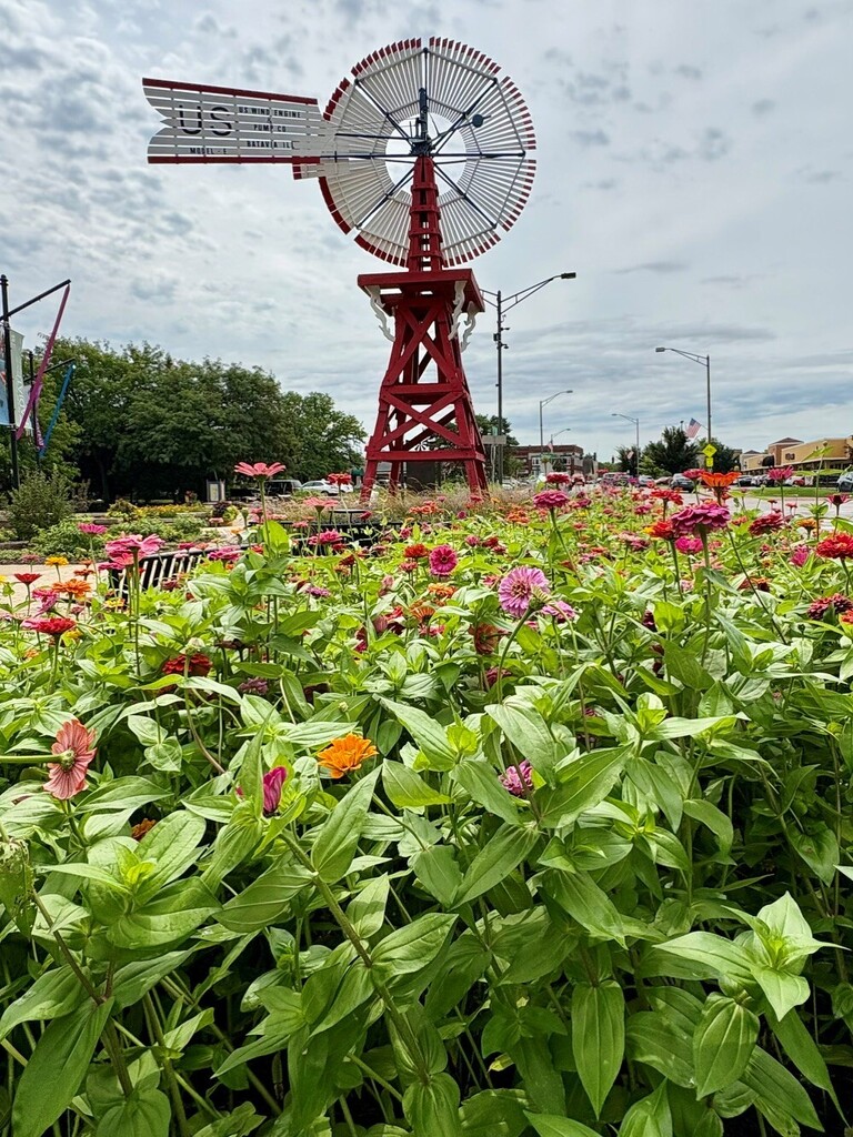 Zinnias in front of Windmill