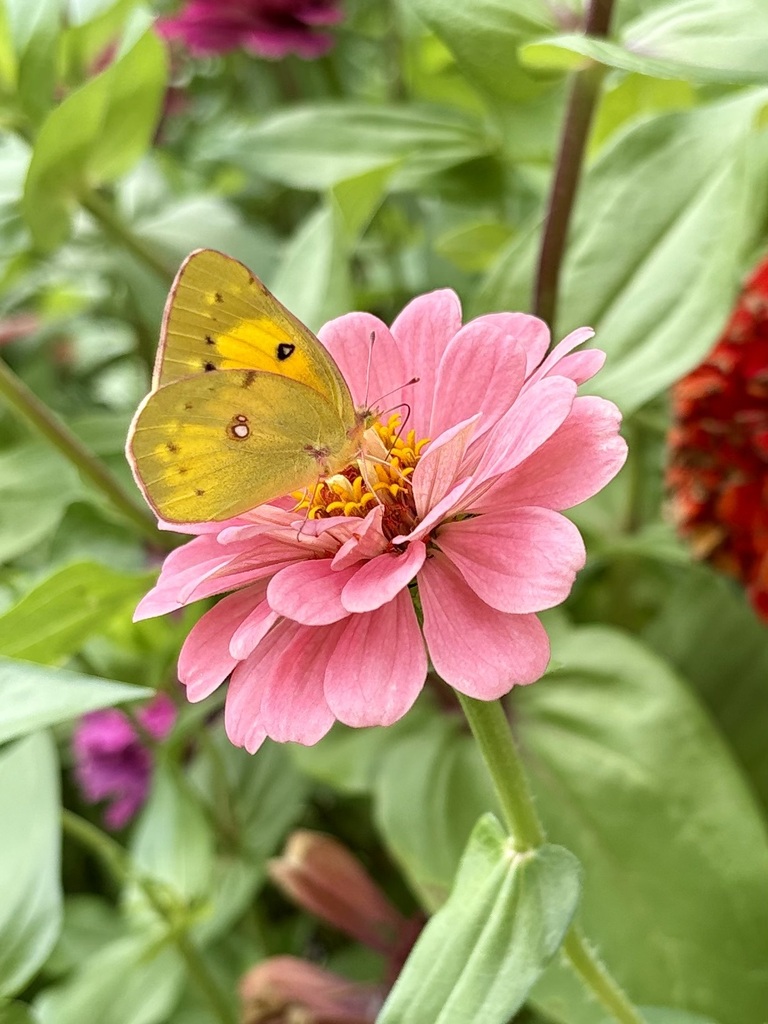 Lantern butterfly on zinnia