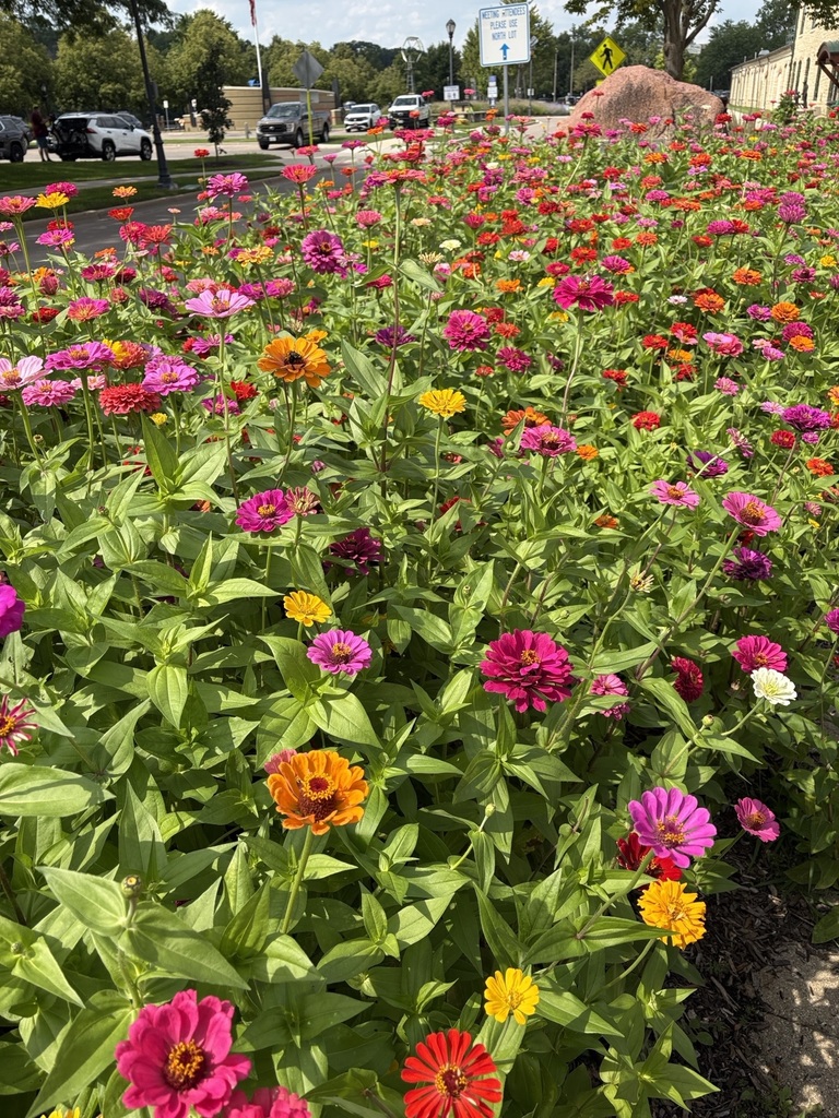 field of zinnias