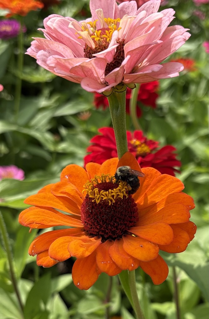 honey bee on zinia