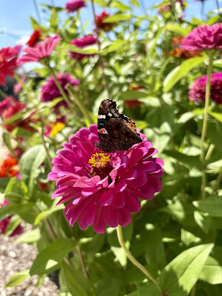 butterfly on a zinnia