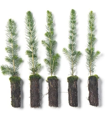 A photo of a row of green White Pine seedlings.