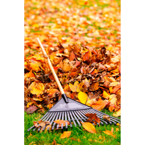 a pile of fallen leaves and a rake on the pile.