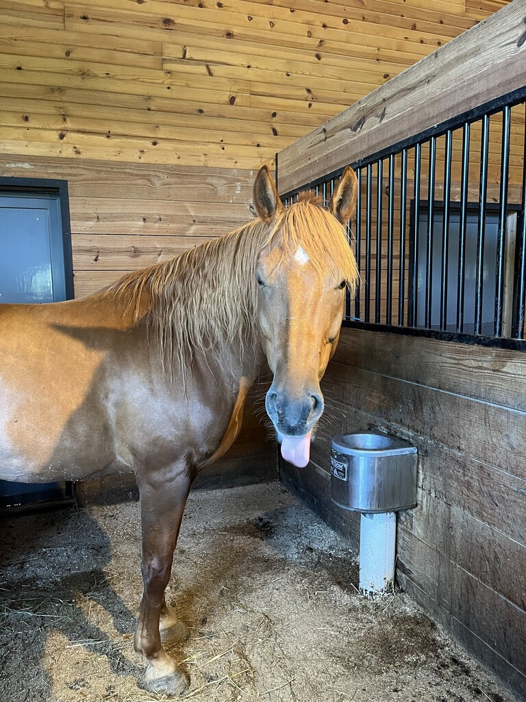 Horse with a white marking on its forehead standing in a stall with wooden walls.