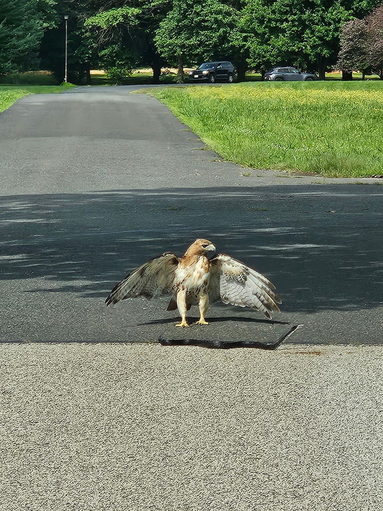 hawk and snake standoff 