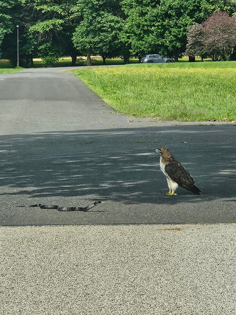 hawk and snake standoff 