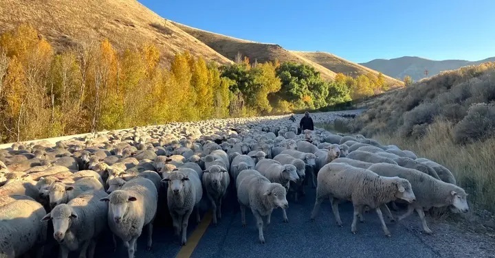 herd of sheep coming down the canyon from Mantua to Brigham City