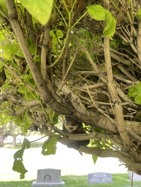a toy animal in a tree