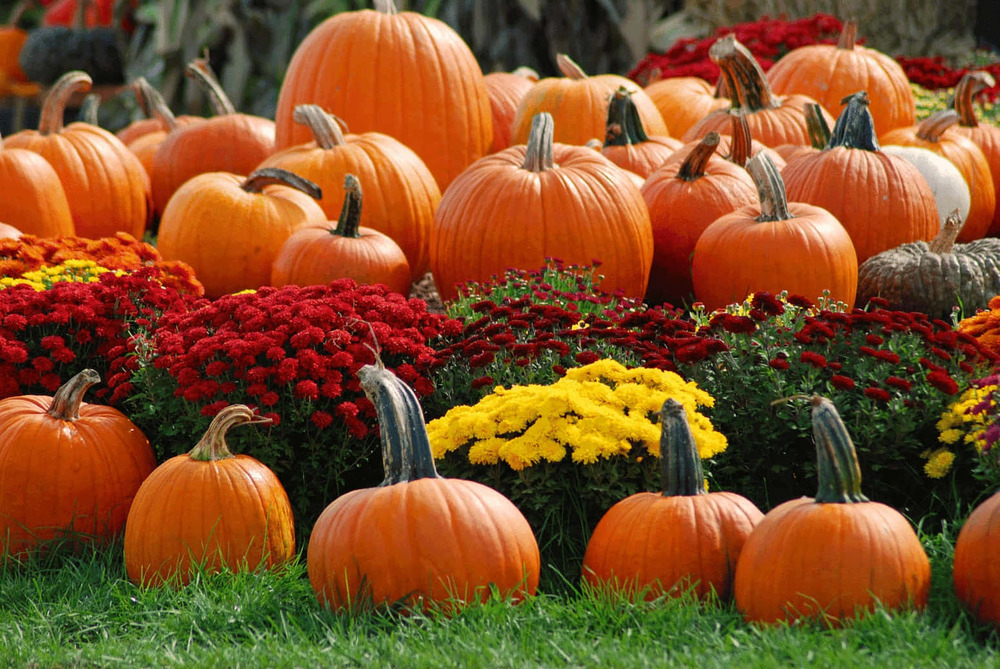Fall Pumpkins