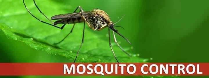 Mosquito Control 