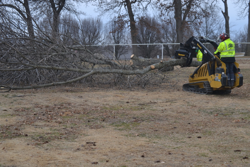 Tree Removal