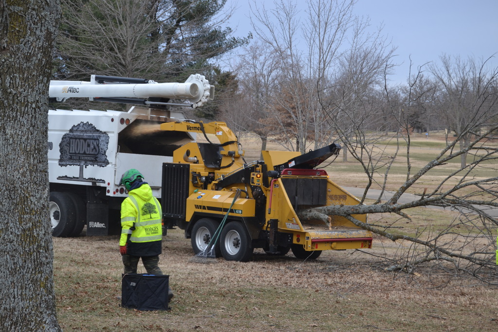 Tree Removal2