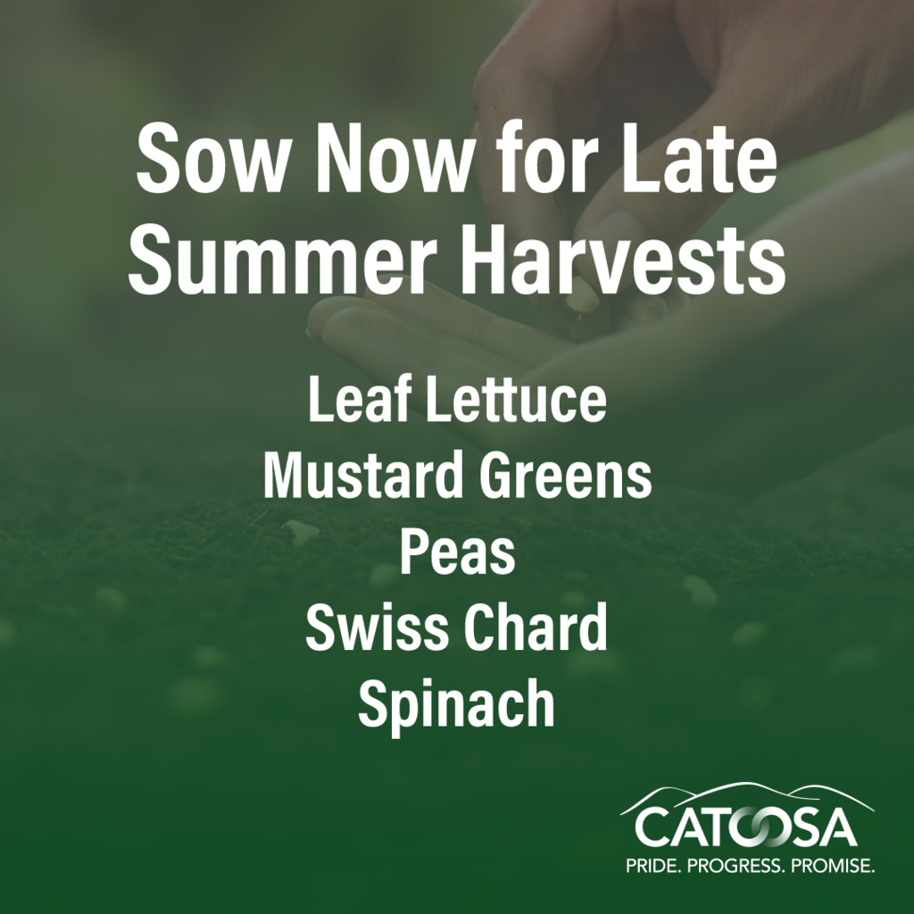 Text promoting late summer vegetable planting, listing Leaf Lettuce, Mustard Greens, Peas, Swiss Chard, and Spinach. The background features a hand sowing seeds in soil. Branding for Catoosa is included at the bottom.