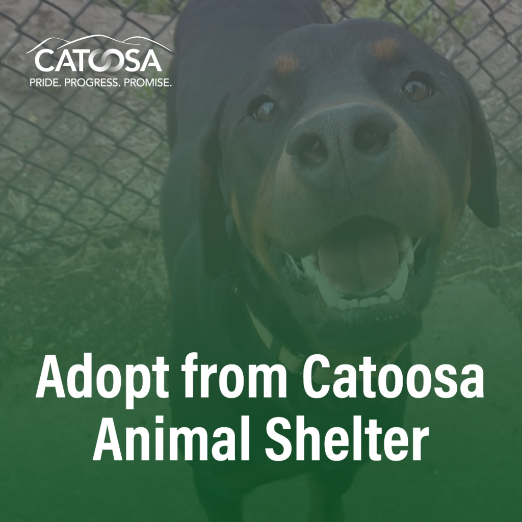 A cheerful dog with a black coat and light brown markings stands in front of a chain-link fence, looking directly at the viewer. The text overlay promotes pet adoption from Catoosa Animal Shelter, featuring the city's logo in the top left corner.