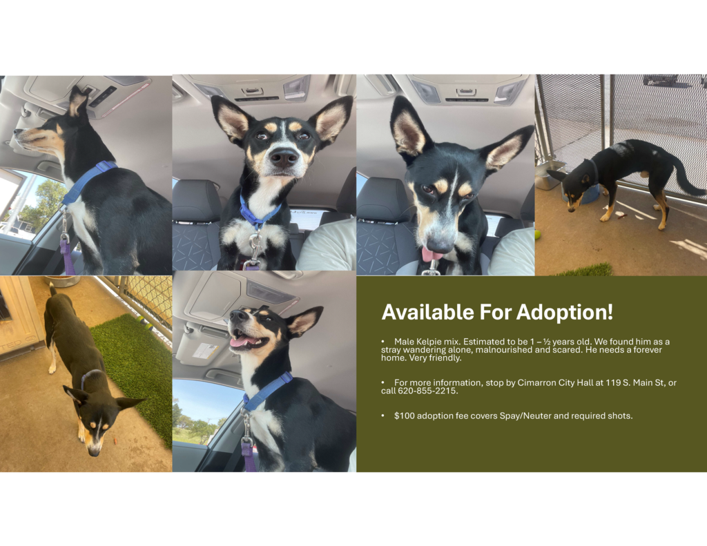 Adopt Me 08-15-25
