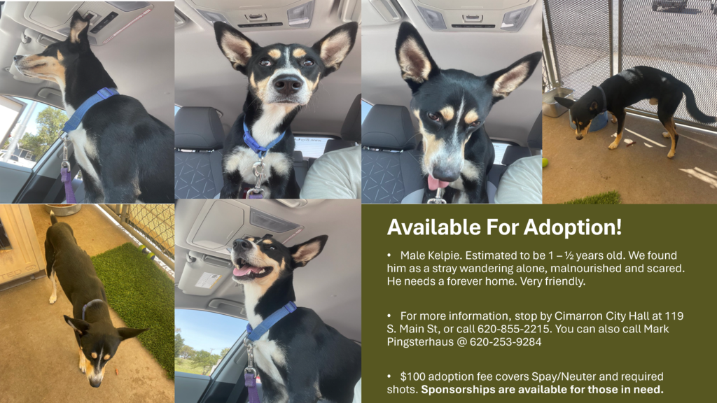 Pet Adoption 082625 1
