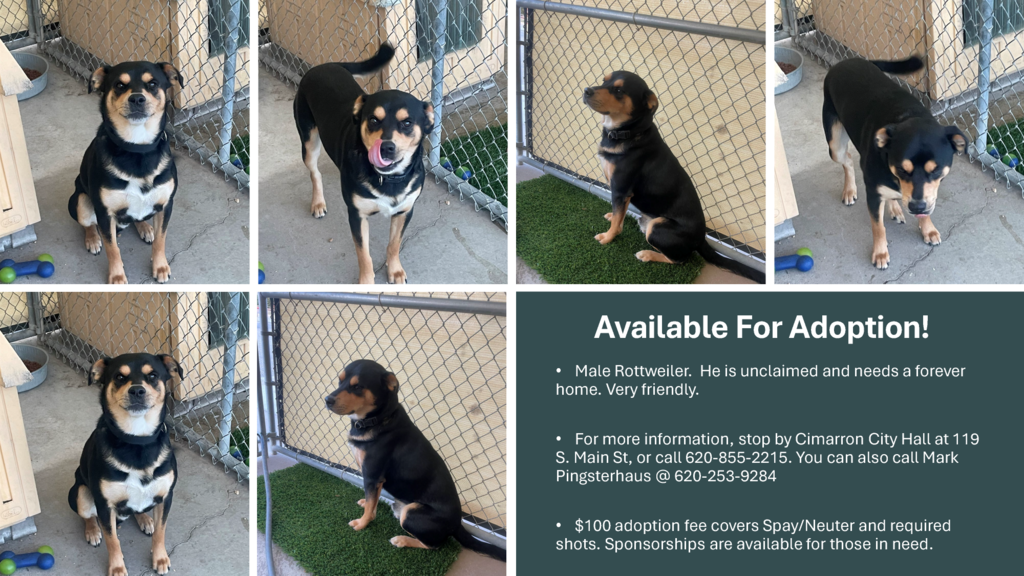 Pet Adoption 082625 2