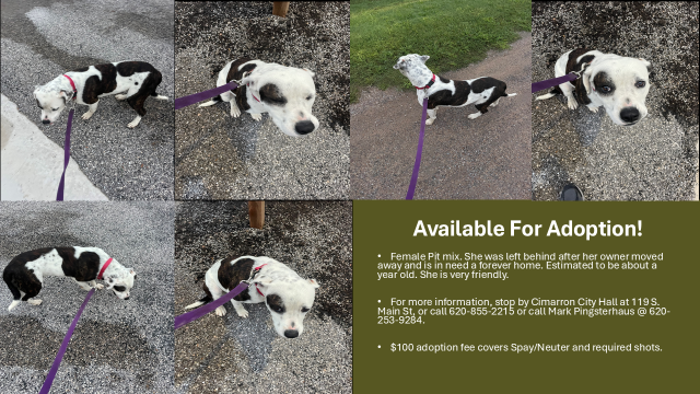 Pet Adoption 09082025