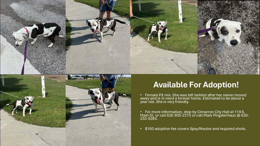 Pet Adoption 09082025