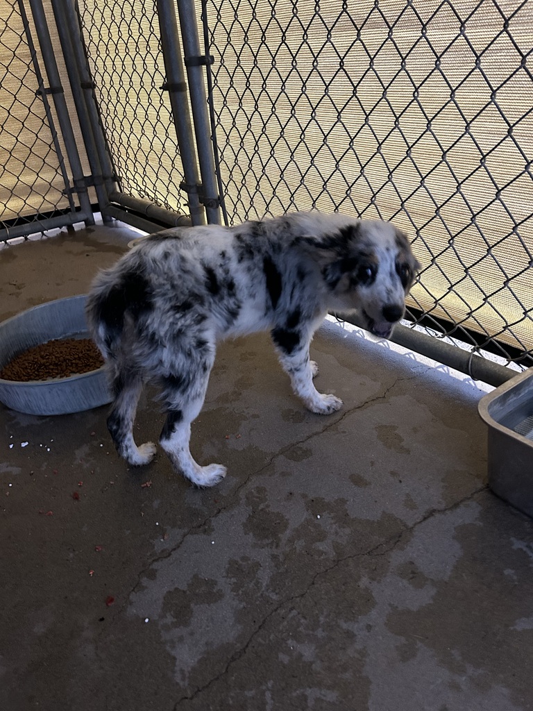 Female Aussie pup right side view