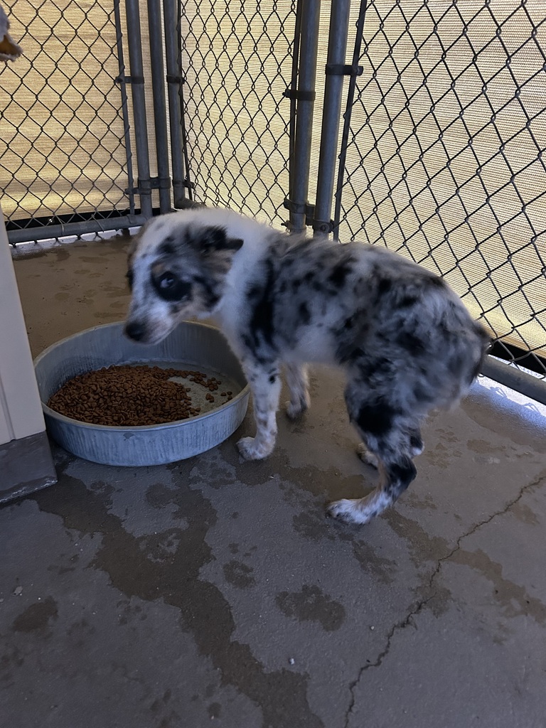 Female Aussie Pup Left side view