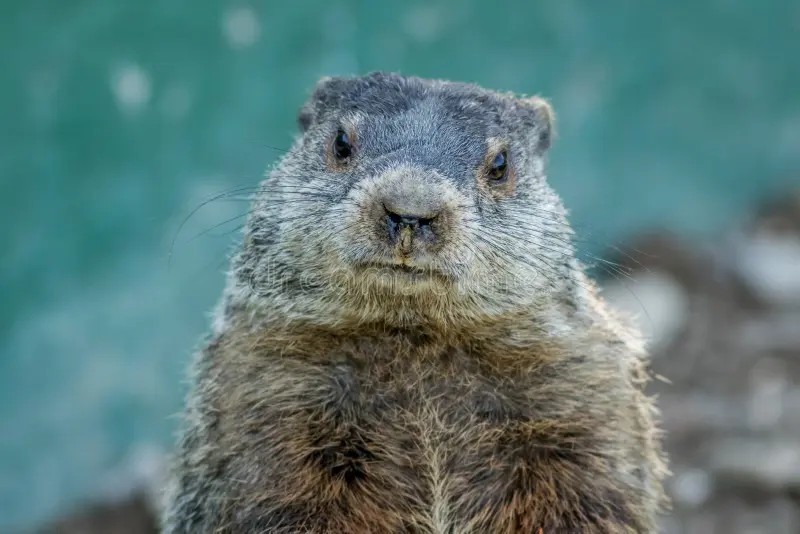 Auggie the Groundhog