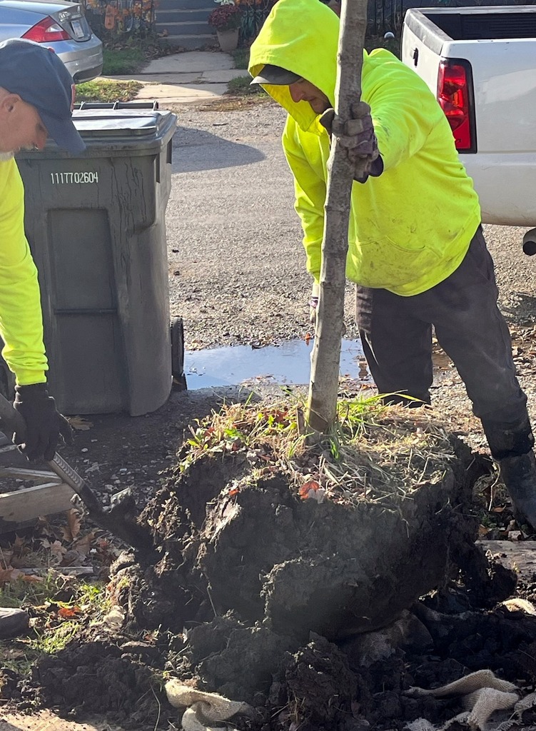 Tree City Planting
