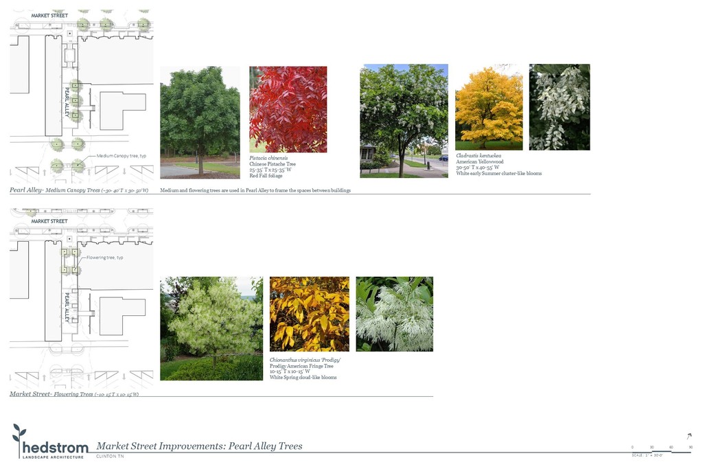 Market Street Improvements: Pearl Alley Trees