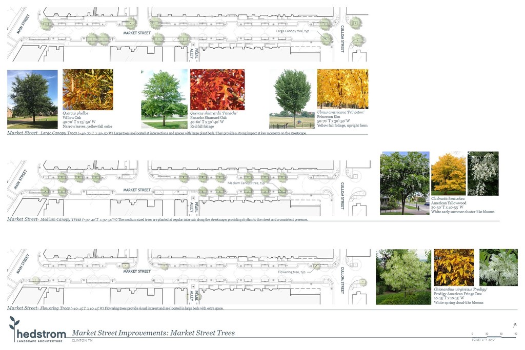 Market Street Improvements: Market Street Trees