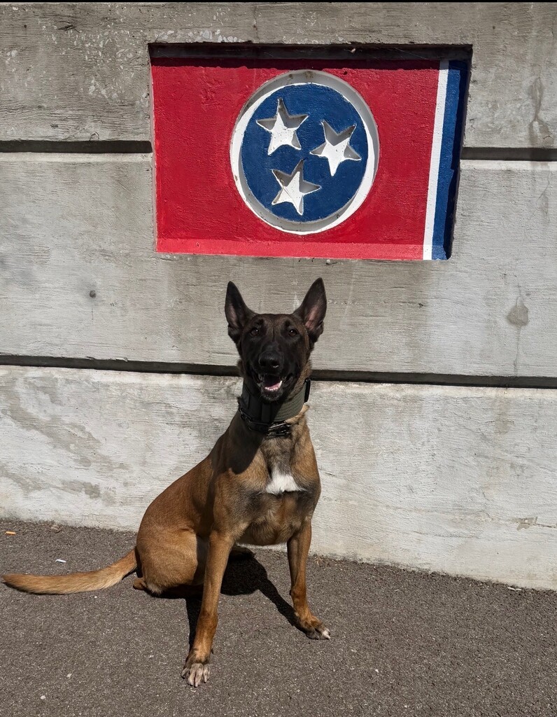 Jinx K9