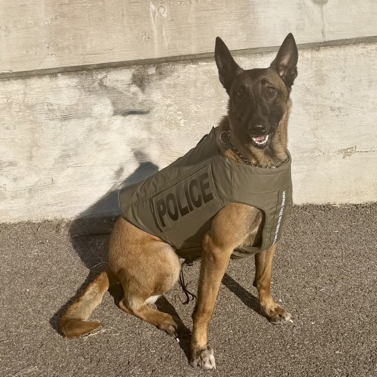 K9 body armor
