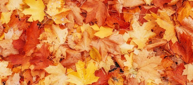 Image of Fall Leaves