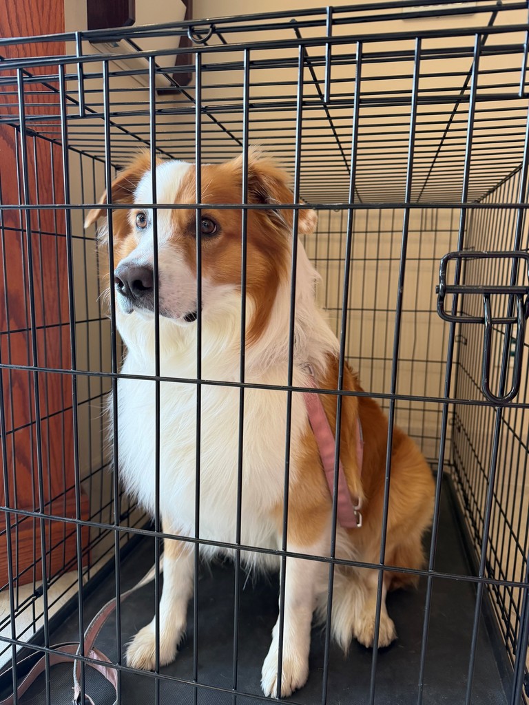 Image of a fluffy white and golden brown dog